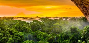 Gambla Users Plant Amazon Trees In Exchange For Patronage