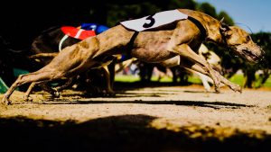 Florida Greyhound Racing Ban Challenges