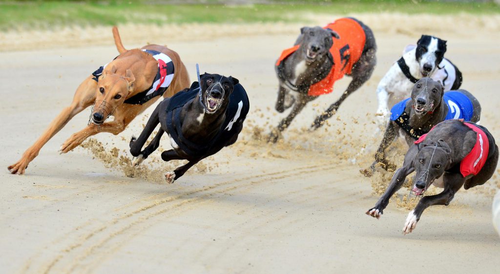 greyhounds-as-pets-wa-southern-river-wa